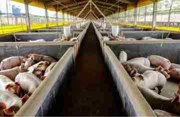  21,3 mil toneladas: exportações paranaenses de suínos têm melhor resultado para março 